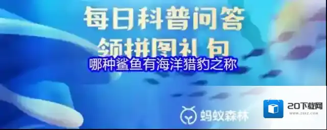 哪种鲨鱼有海洋猎豹之称