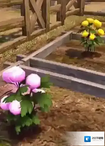 明日之后菊花瓣有什么用?明日之后菊花茶配方与美味属性解析